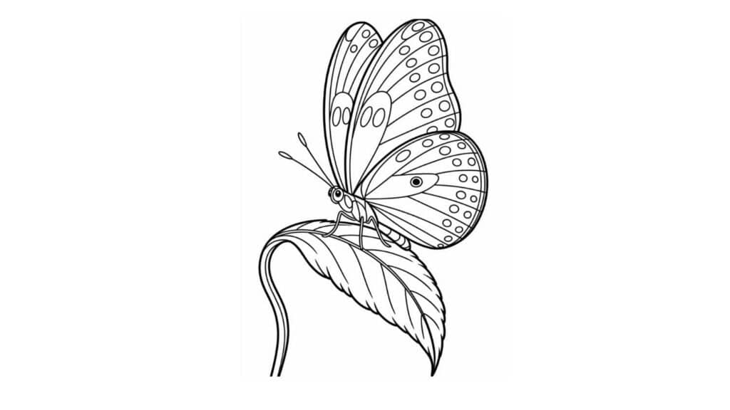 Butterfly on a Leaf