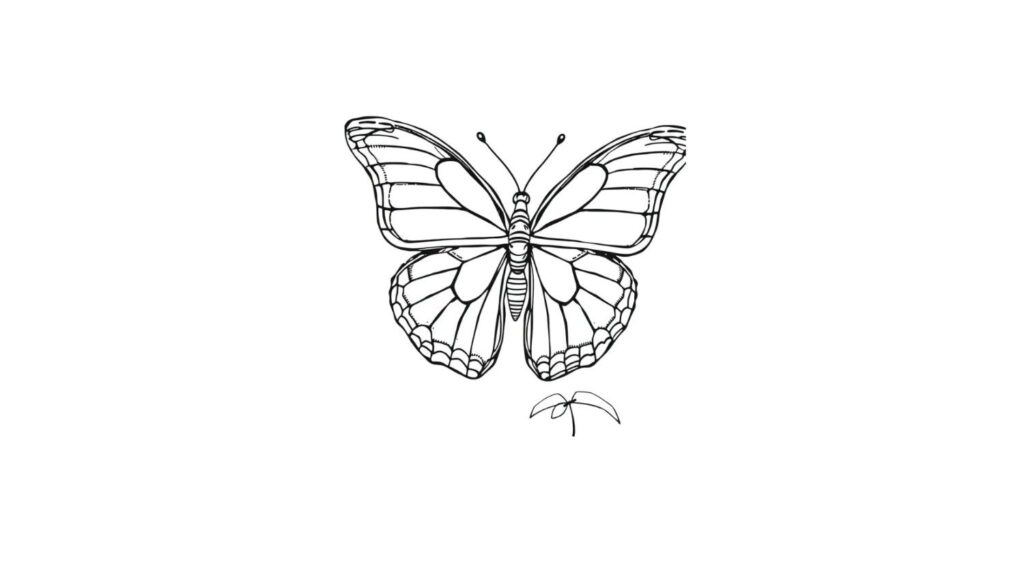 Blue Morpho Butterfly