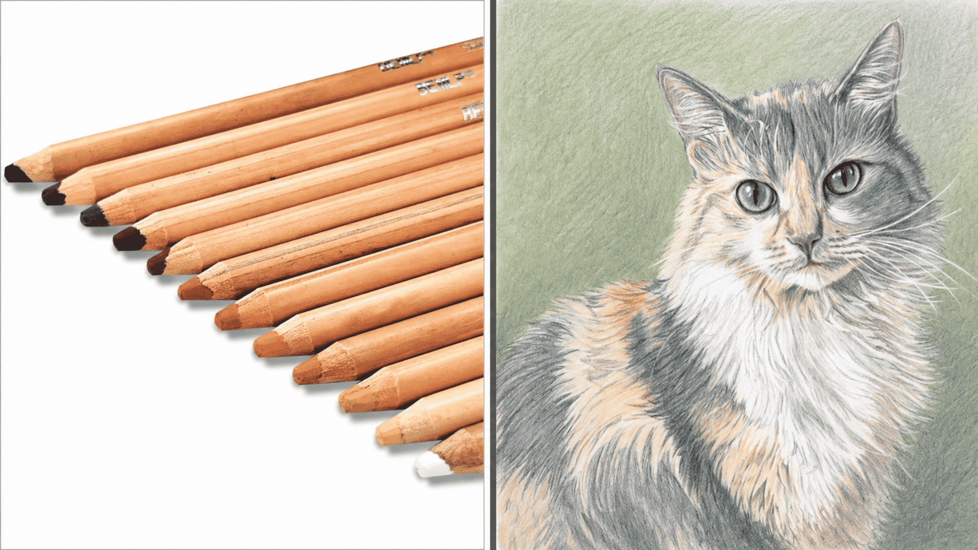 set of skin tone colored pencils placed next to a detailed pencil drawing of a fluffy cat on a green background