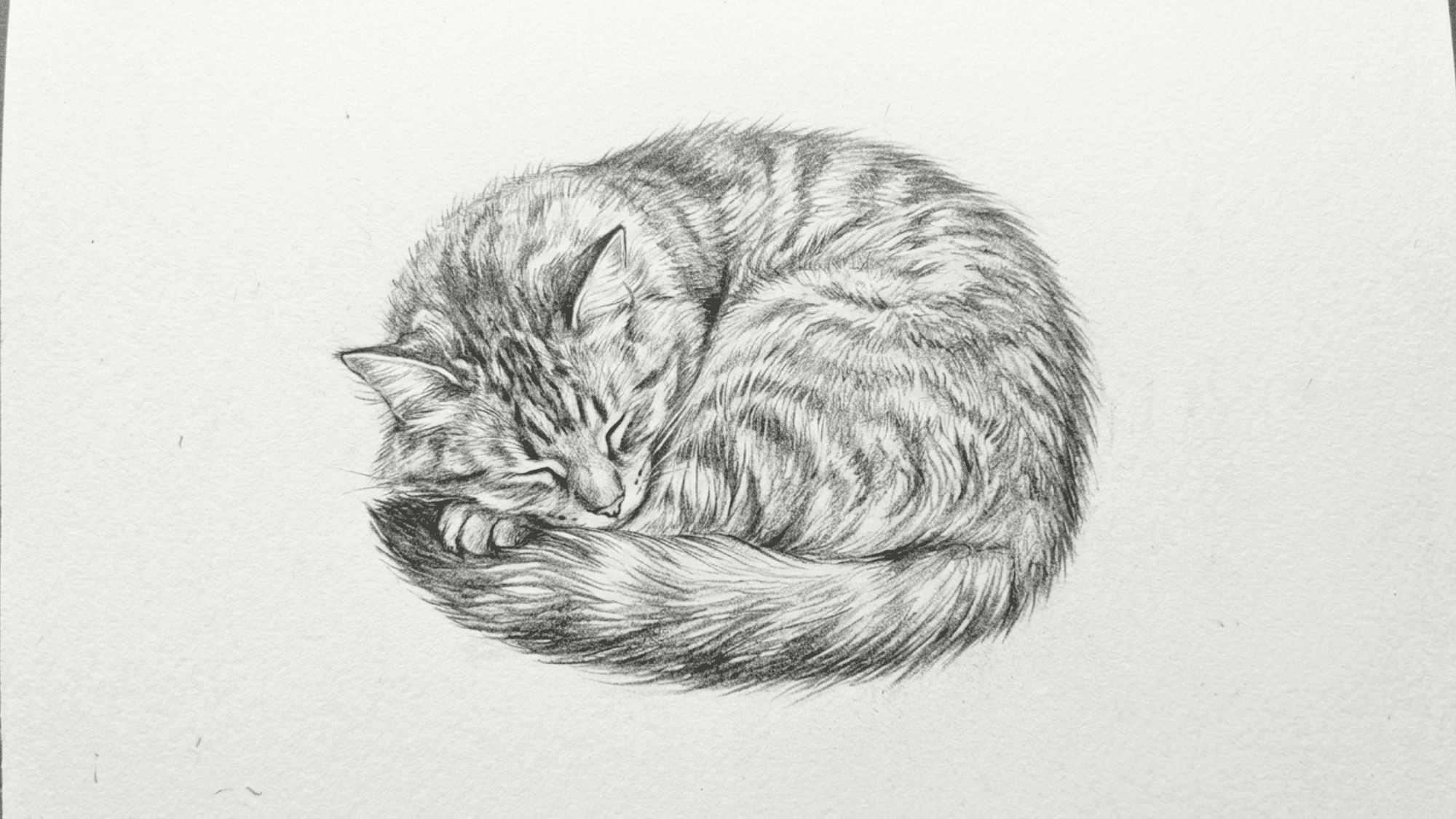 sleeping cat curled into a ball pencil sketch with soft fur texture and gentle shading