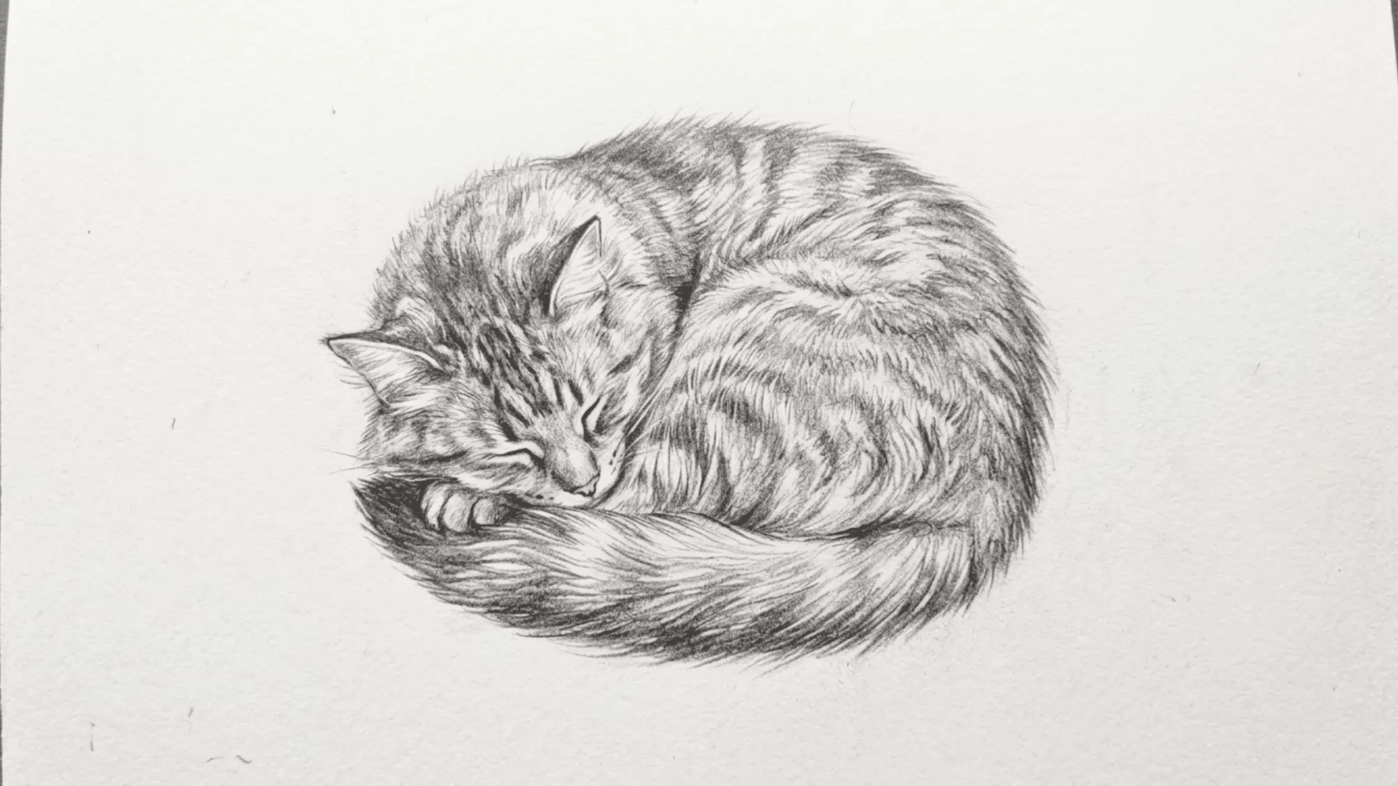 sleeping cat curled into a ball pencil sketch with soft fur texture and gentle shading