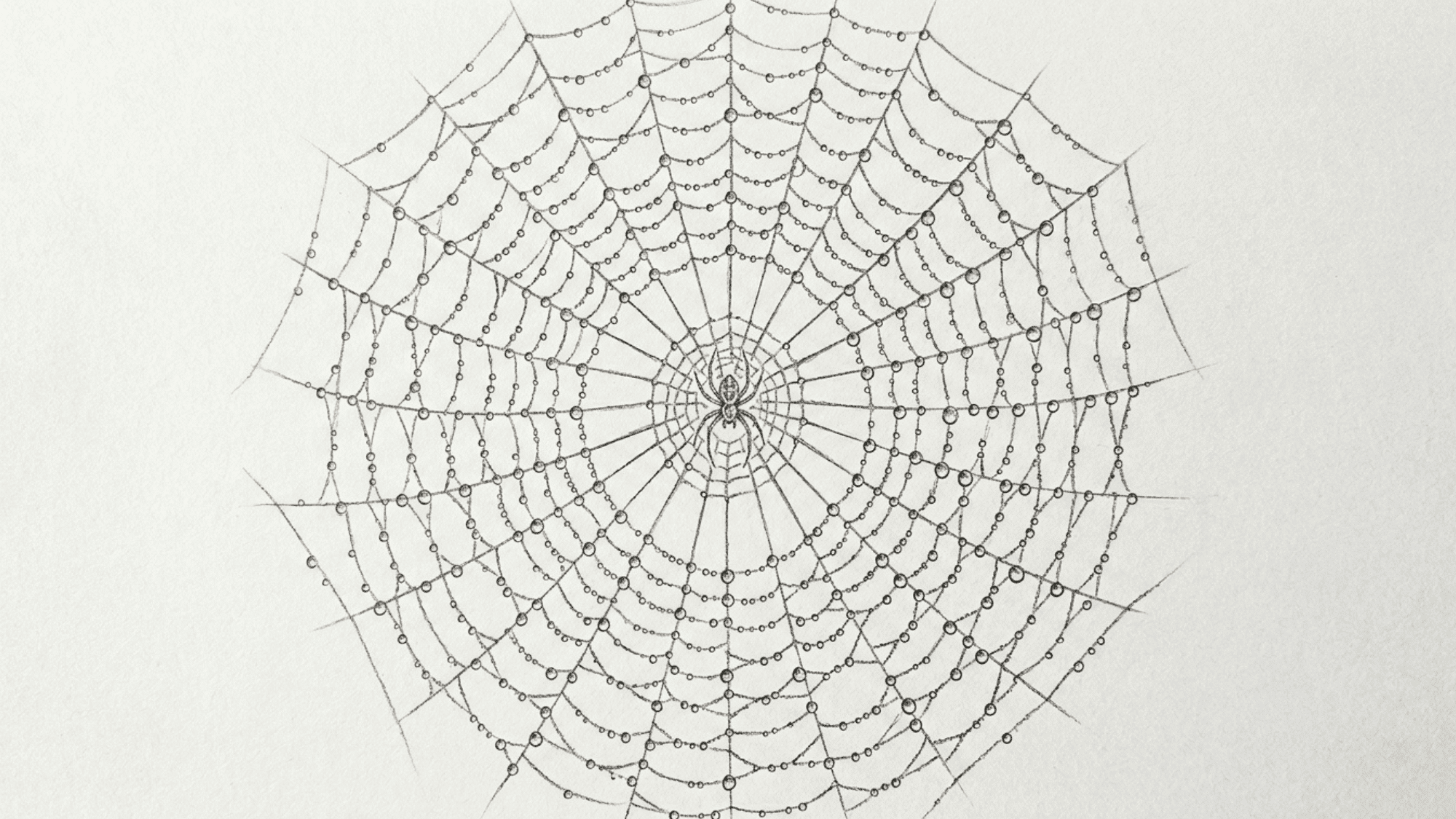 spider web with dew drops pencil sketch featuring fine linework and delicate shading