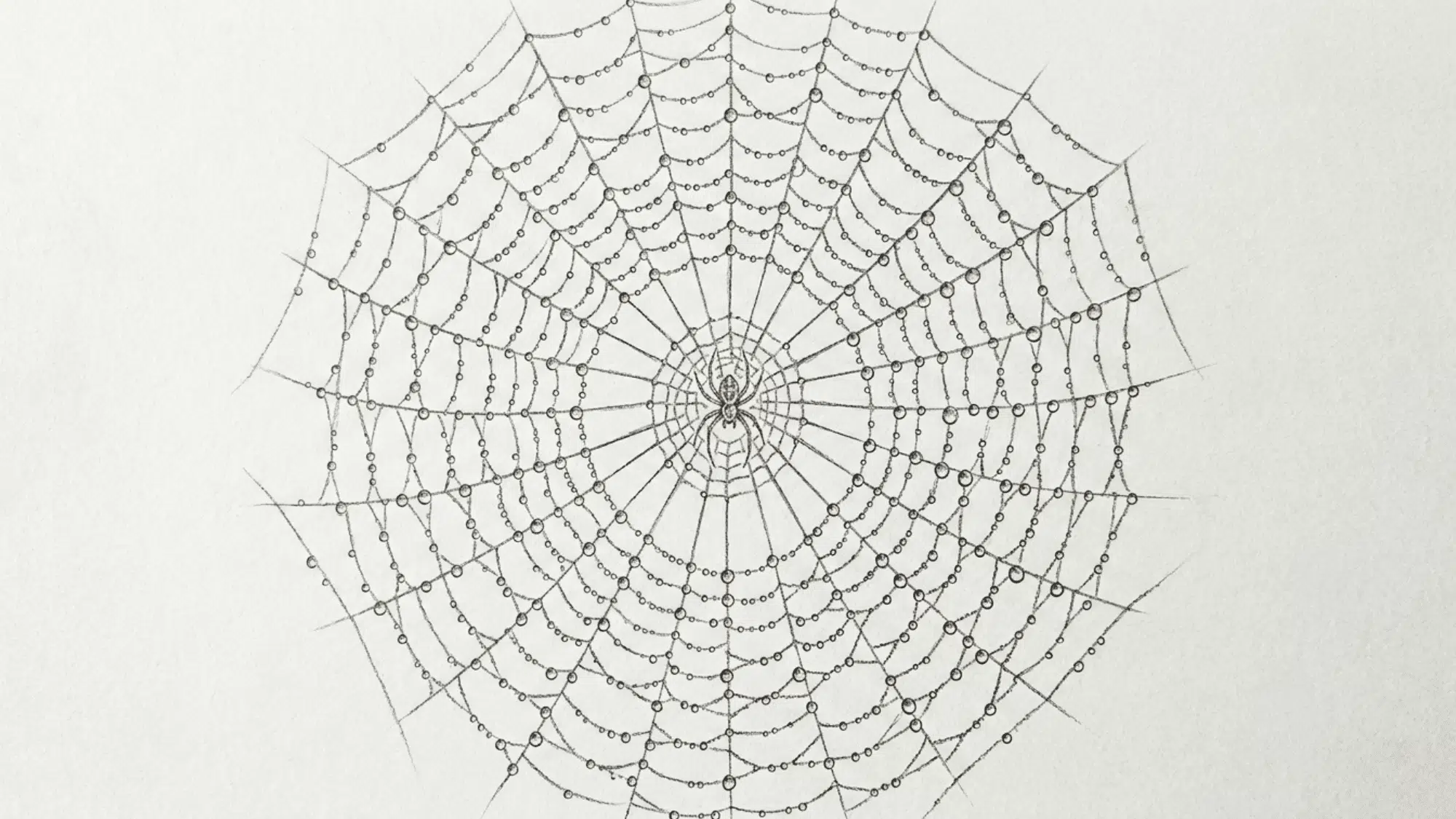 spider web with dew drops pencil sketch featuring fine linework and delicate shading