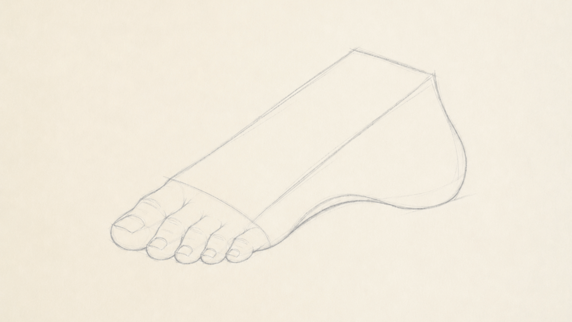 foot sketch with curved toe placement guideline and individual toes drawn in correct proportions
