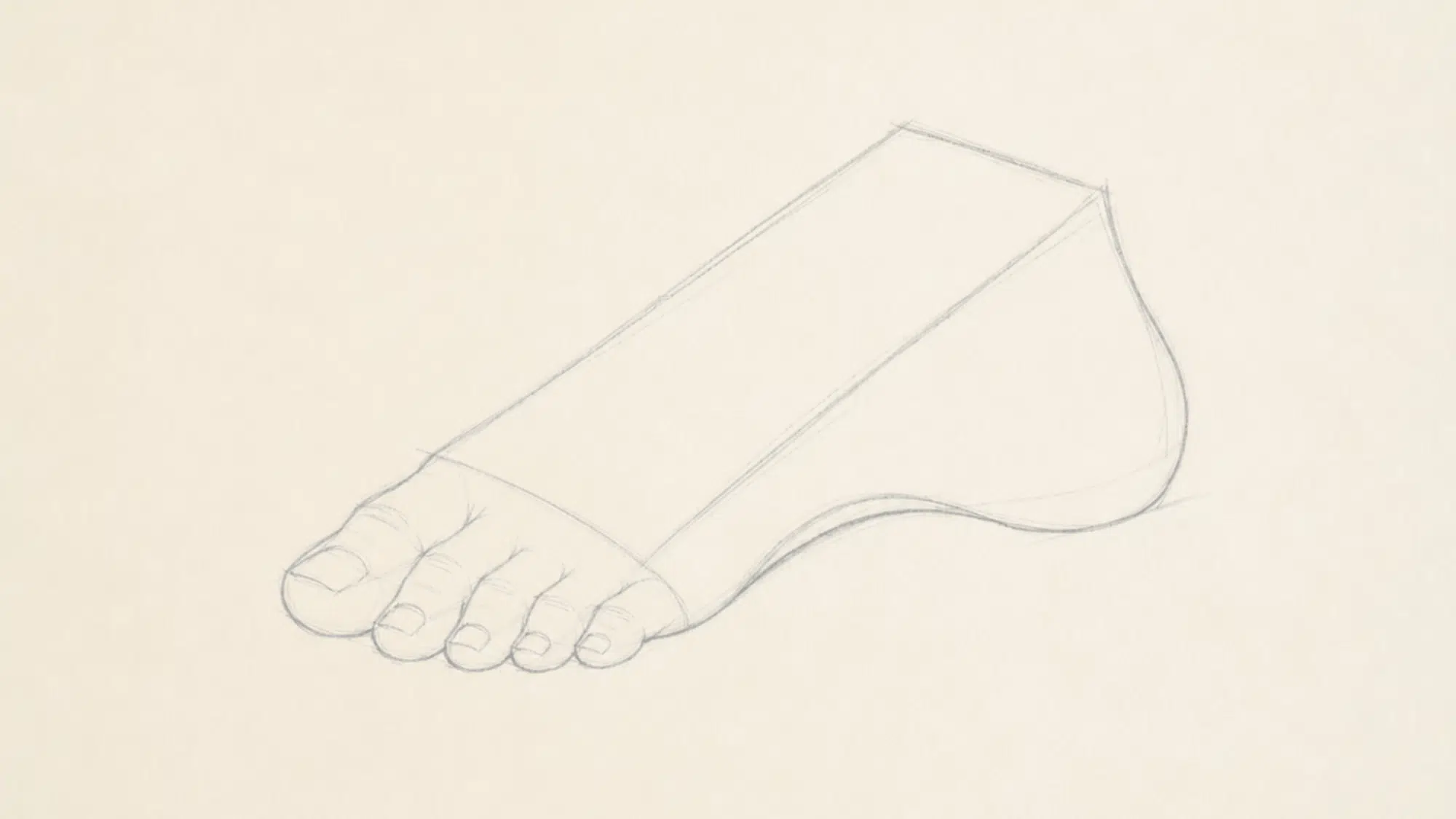 foot sketch with curved toe placement guideline and individual toes drawn in correct proportions