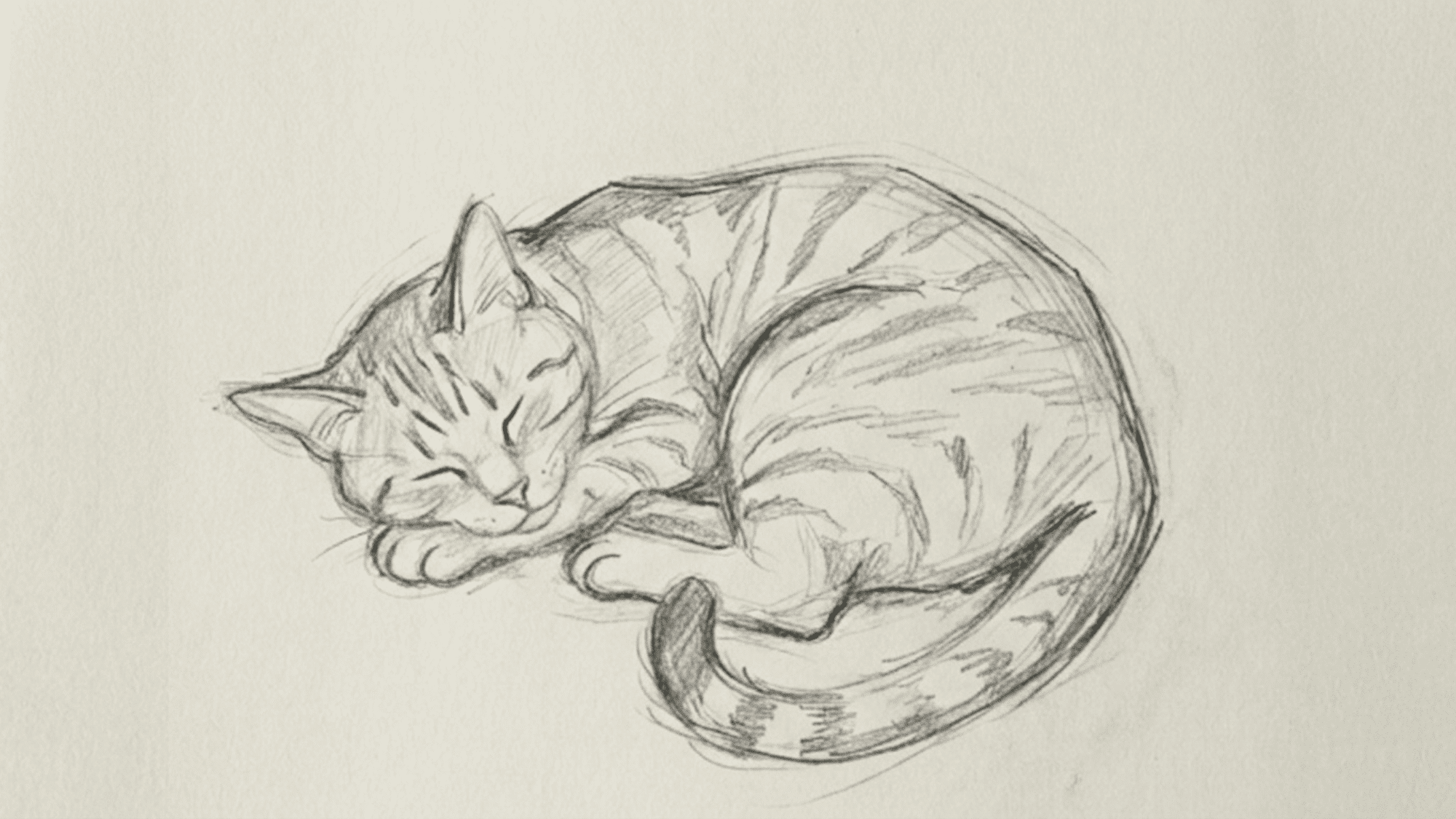 realistic pencil drawing of a curled sleeping striped cat resting peacefully