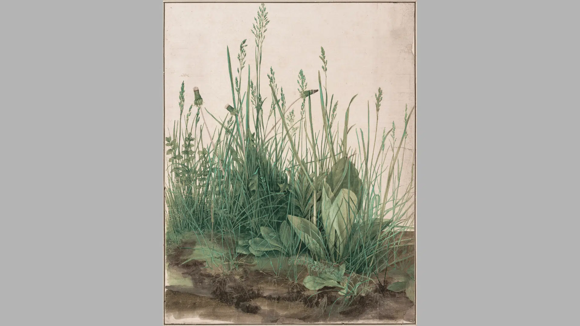 albrecht dürer’s great piece of turf watercolor showing wild grasses, leaves, roots, and seed heads