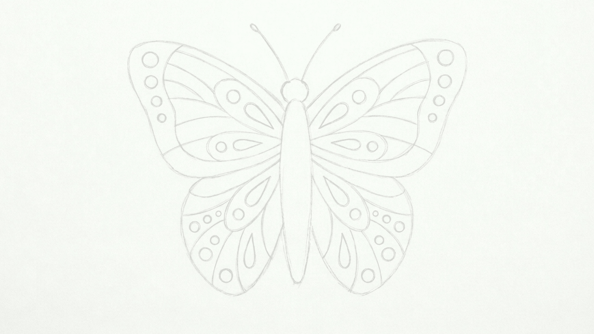 butterfly pencil outline with detailed wing patterns drawn neatly on a clean plain white page
