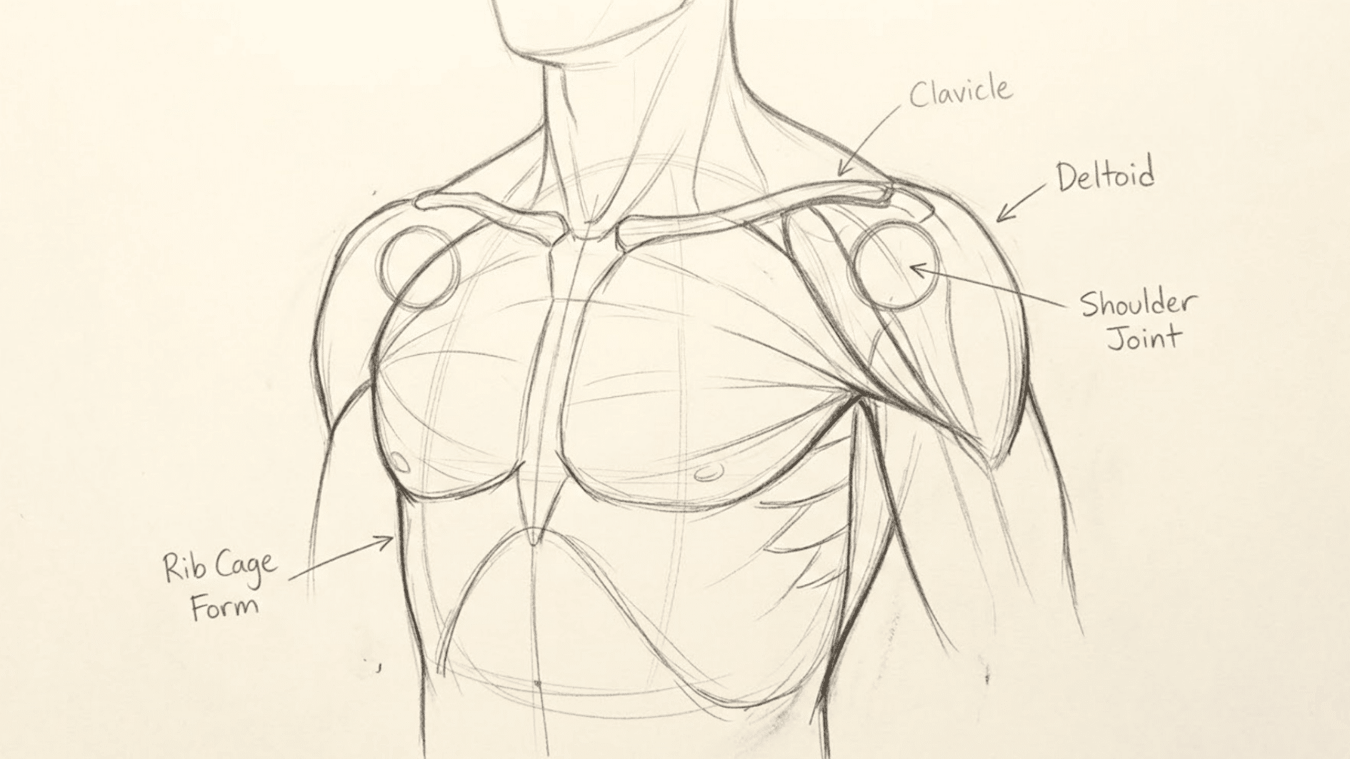 chest and shoulder anatomy drawing showing the rib cage, clavicles, deltoids, and shoulder joints for understanding upper body structure