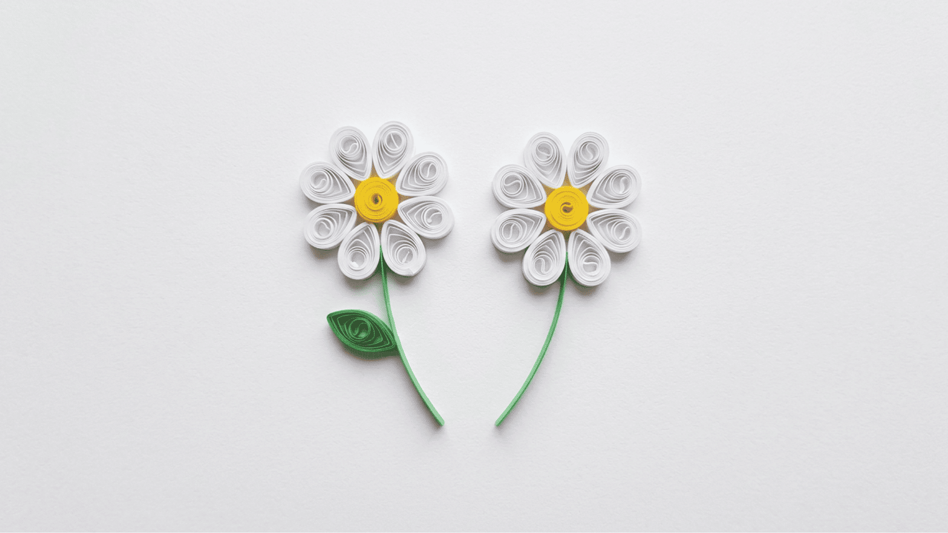 quilled paper daisies with white petals yellow centers and curved green stems on white background