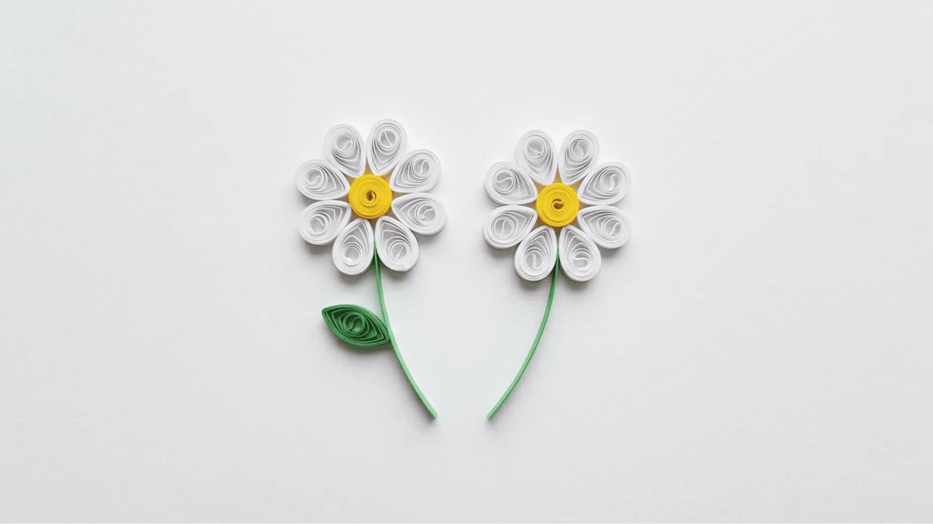 quilled paper daisies with white petals yellow centers and curved green stems on white background