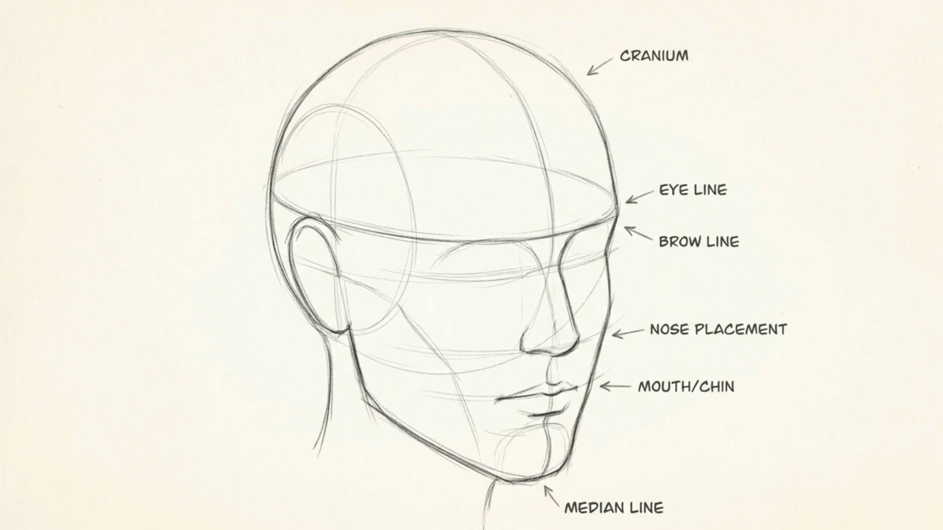 head anatomy drawing showing the cranium, eye line, brow line, nose placement, mouth and chin, and median line for accurate facial proportions