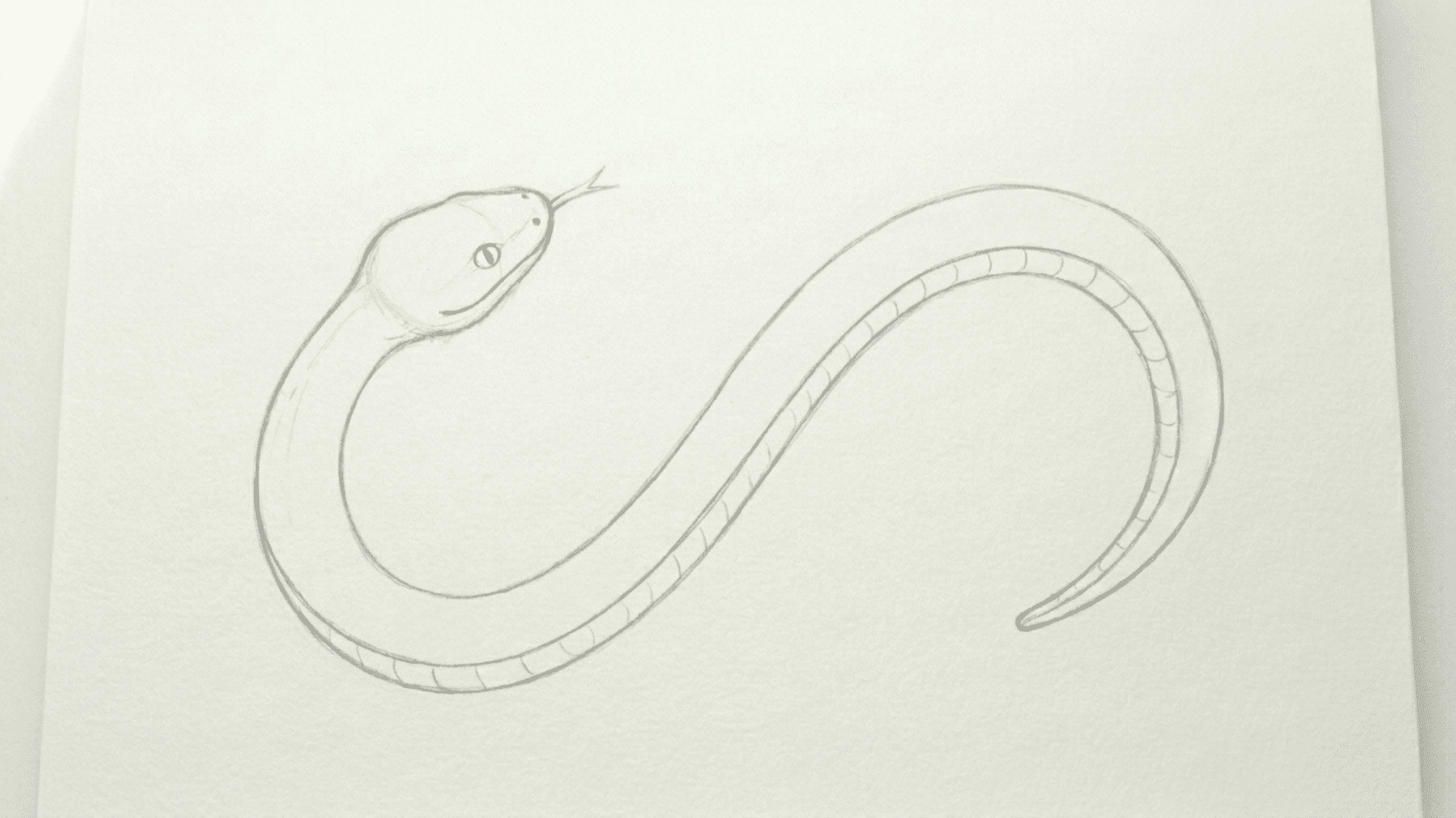 pencil sketch of a curved snake with a detailed head and belly scales