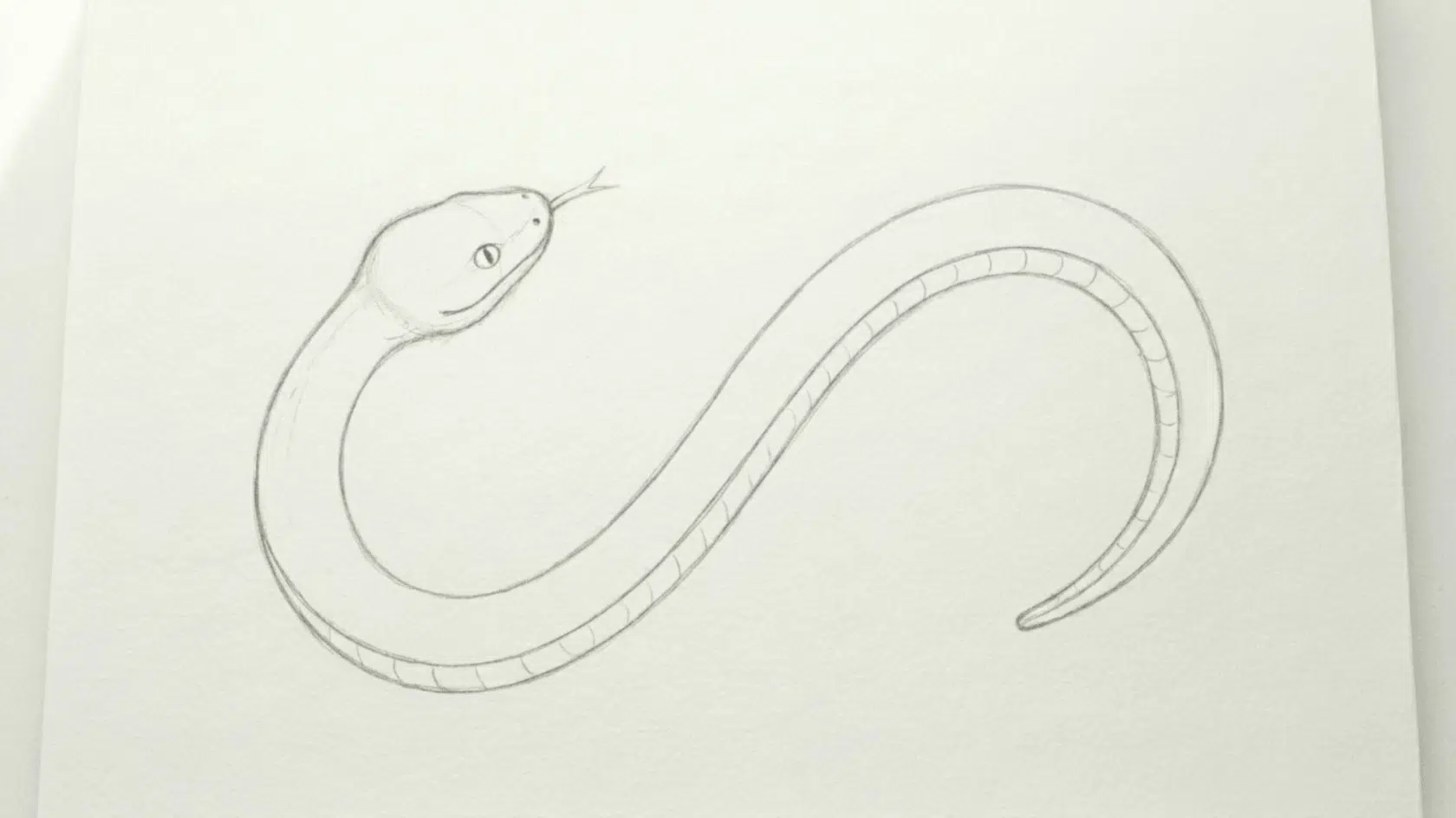 pencil sketch of a curved snake with a detailed head and belly scales