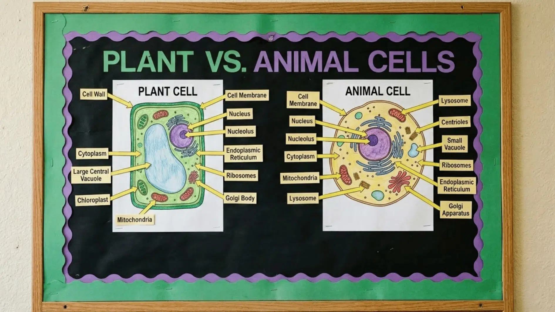 science bulletin board comparing labeled plant and animal cell structures with hand colored diagrams