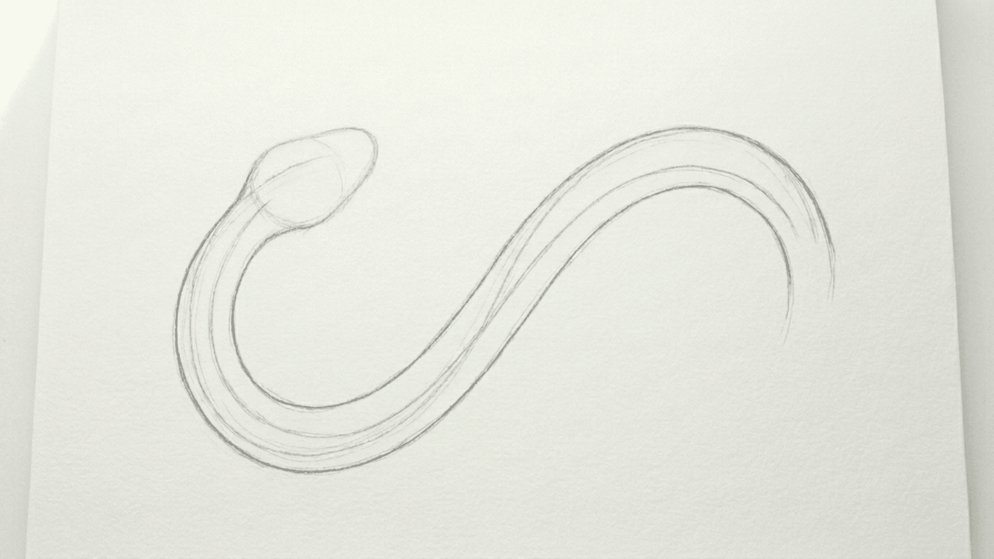 simple snake sketch showing curved body head shape tail and early body details