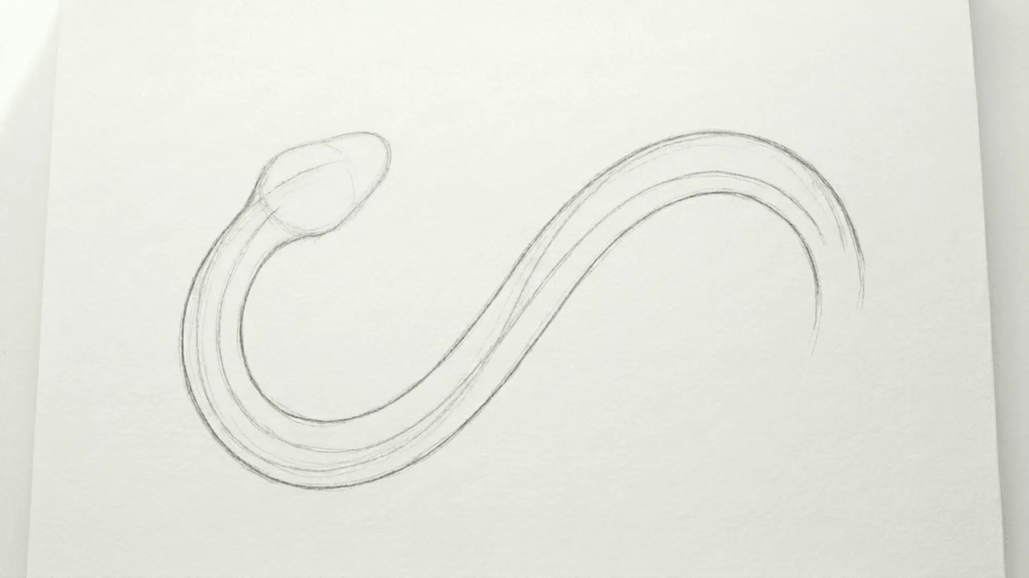 simple snake sketch showing curved body head shape tail and early body details