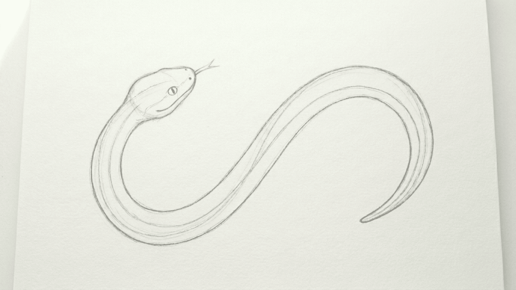 snake sketch with belly scales and small body scale marks added for texture