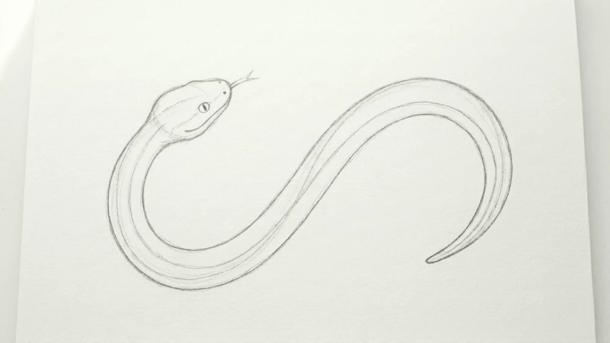 snake sketch with belly scales and small body scale marks added for texture