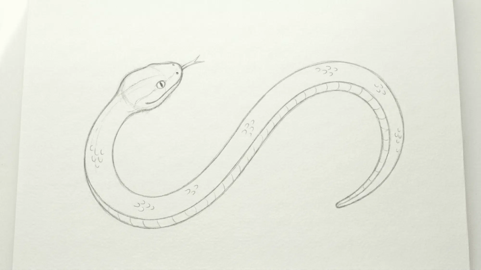 basic snake pencil sketch shown beside a finished snake drawing