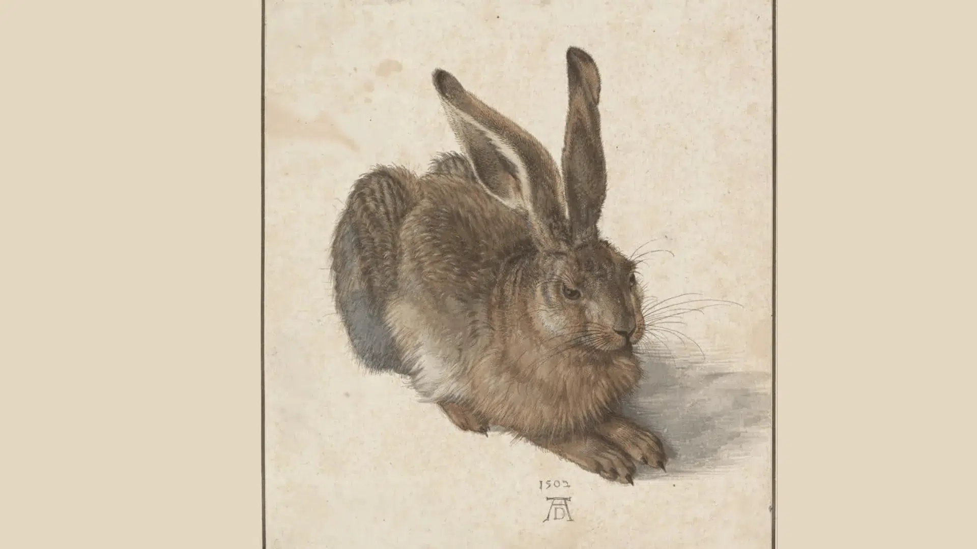 albrecht dürer's young hare watercolor showing a detailed brown rabbit seated against a plain background